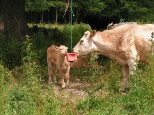 salt blocks for cattle